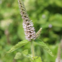 Pogostemon auricularius (L.) Hassk.